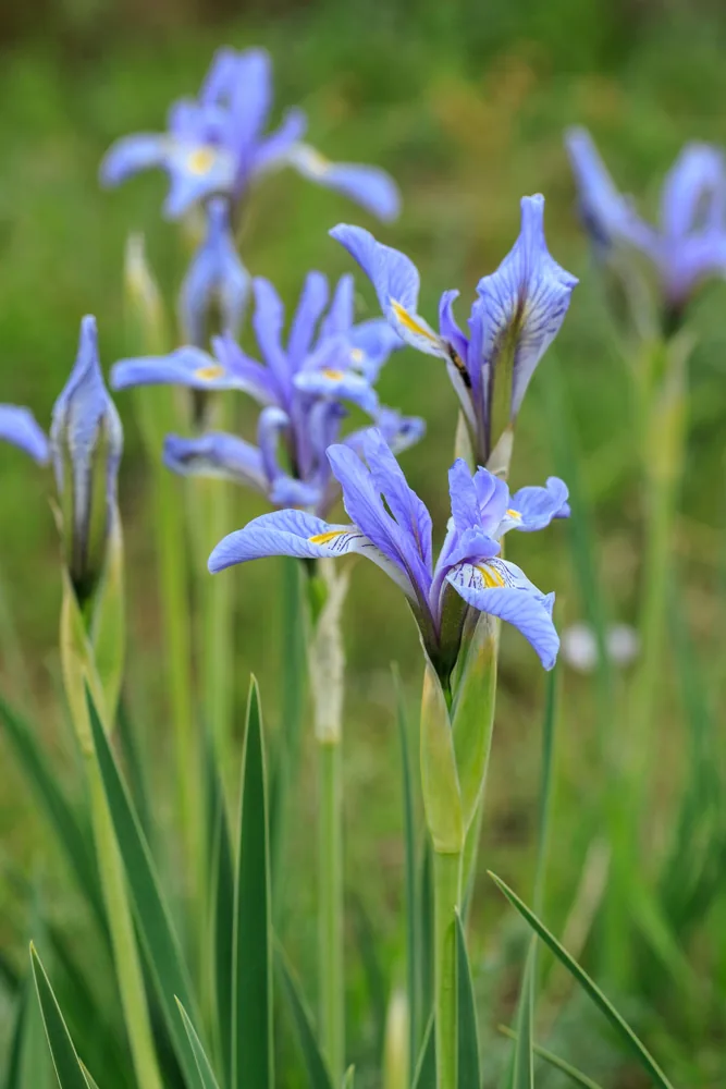 rocky mountain iris