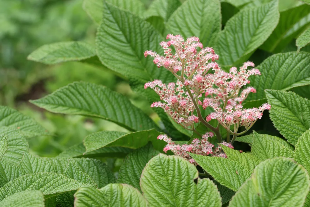 rodgersia