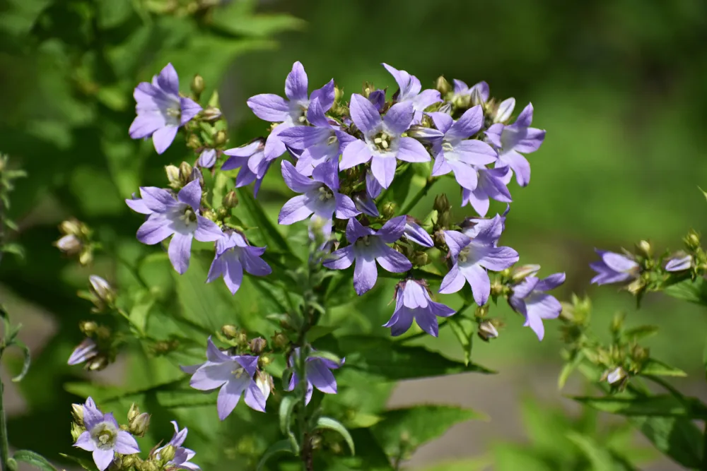 rampion bellflower