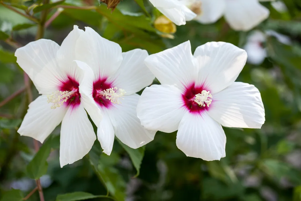 rose mallow