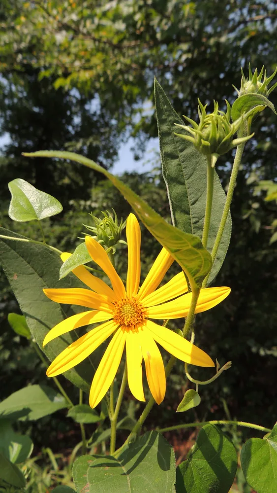 rosinweed sunflower