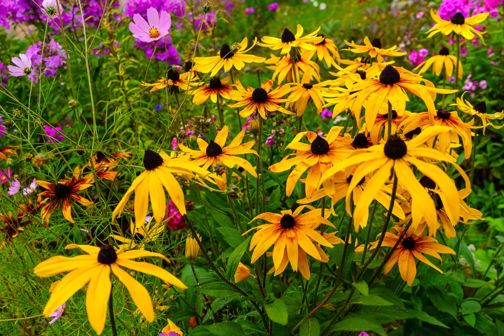 rudbeckia