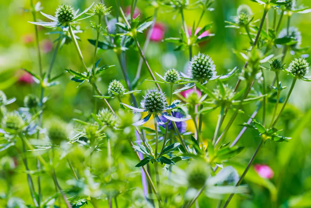 rattlesnake master