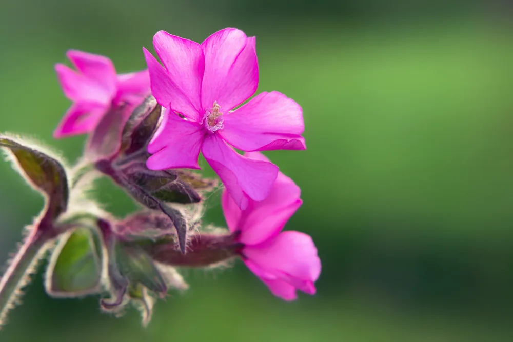 red campion
