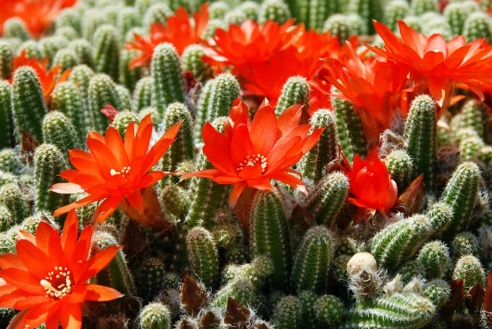 red torch cactus