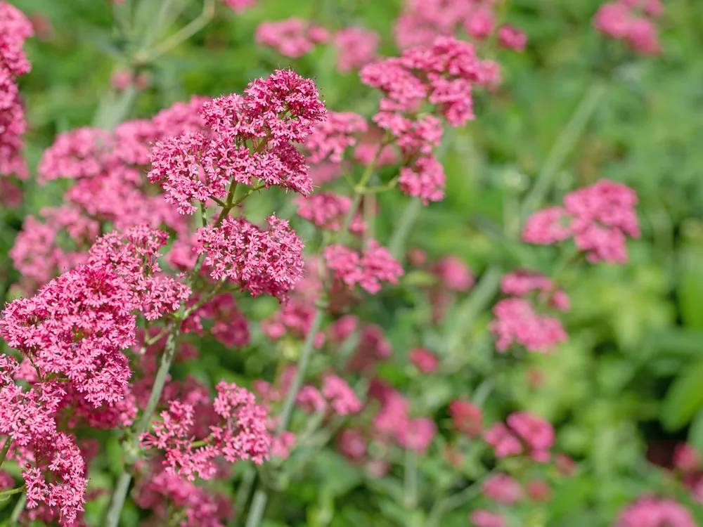 red valerian