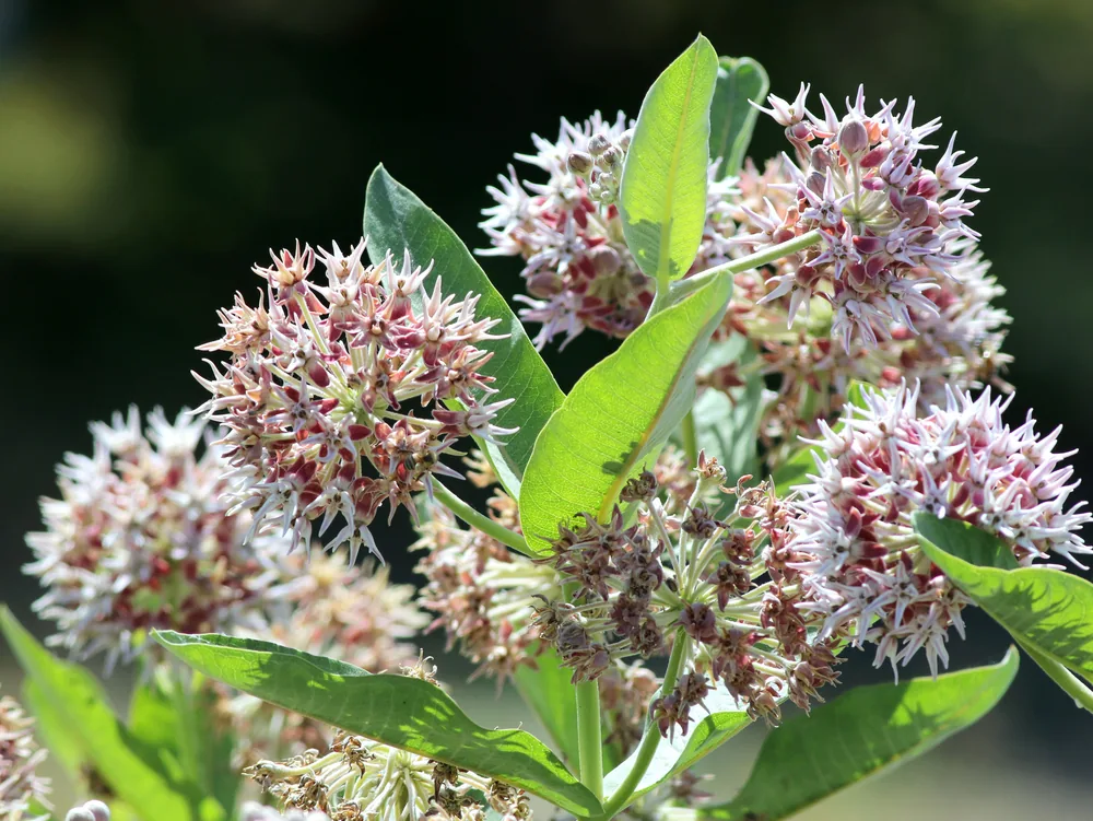 showy milkweed