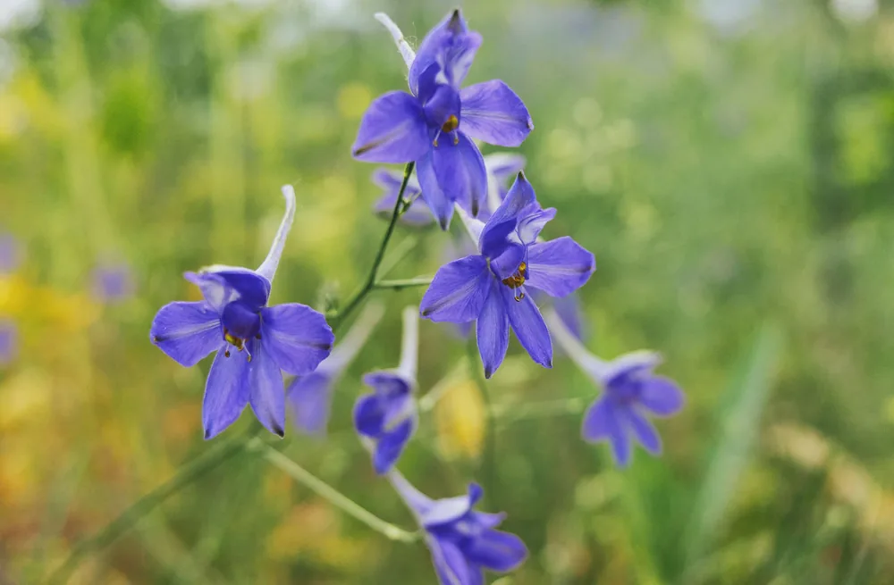 siberian larkspur