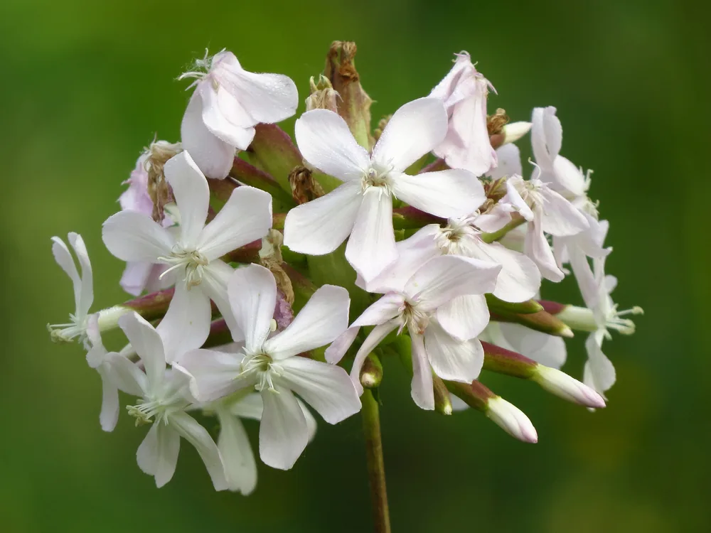 soapwort
