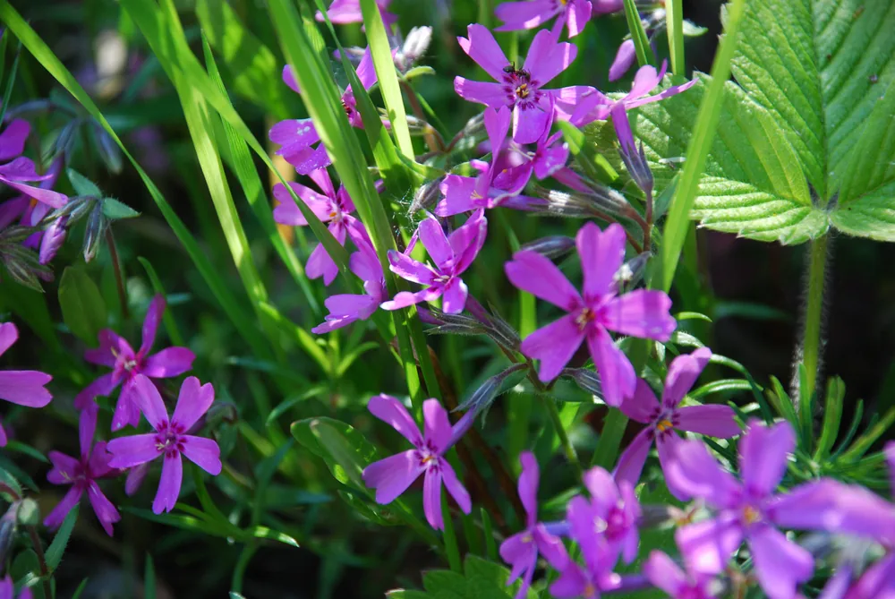sand phlox