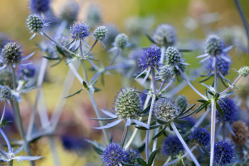 sea holly