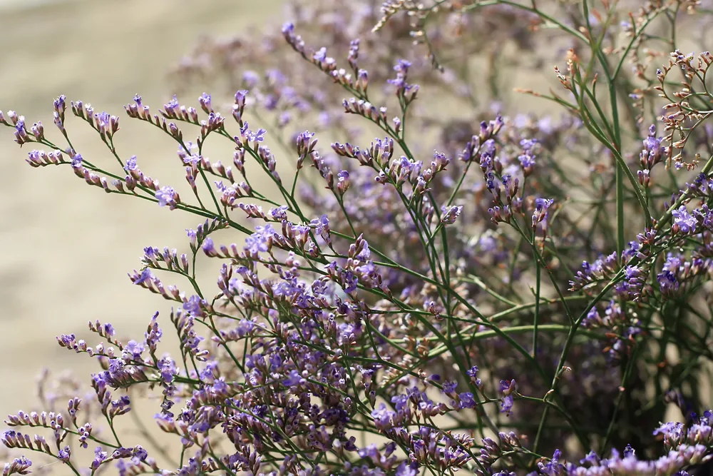 sea lavender