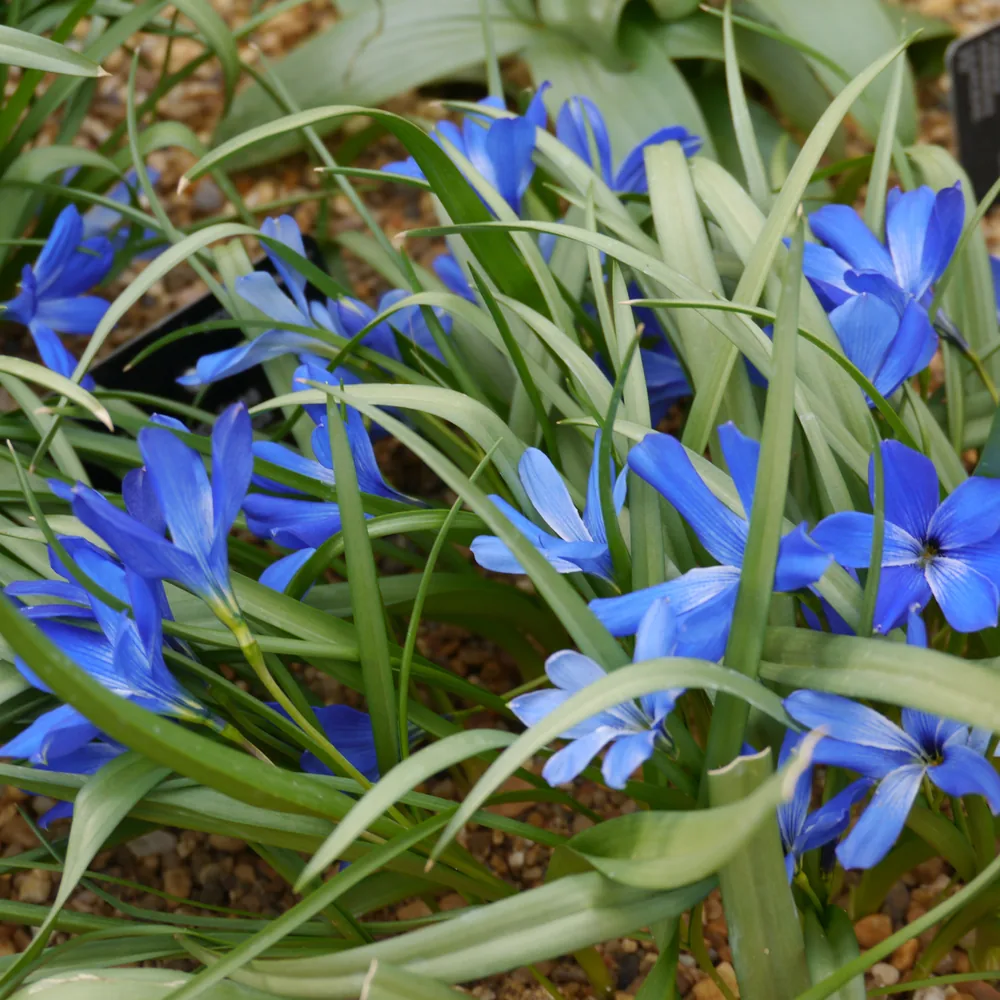 tecophilaea cyanocrocus