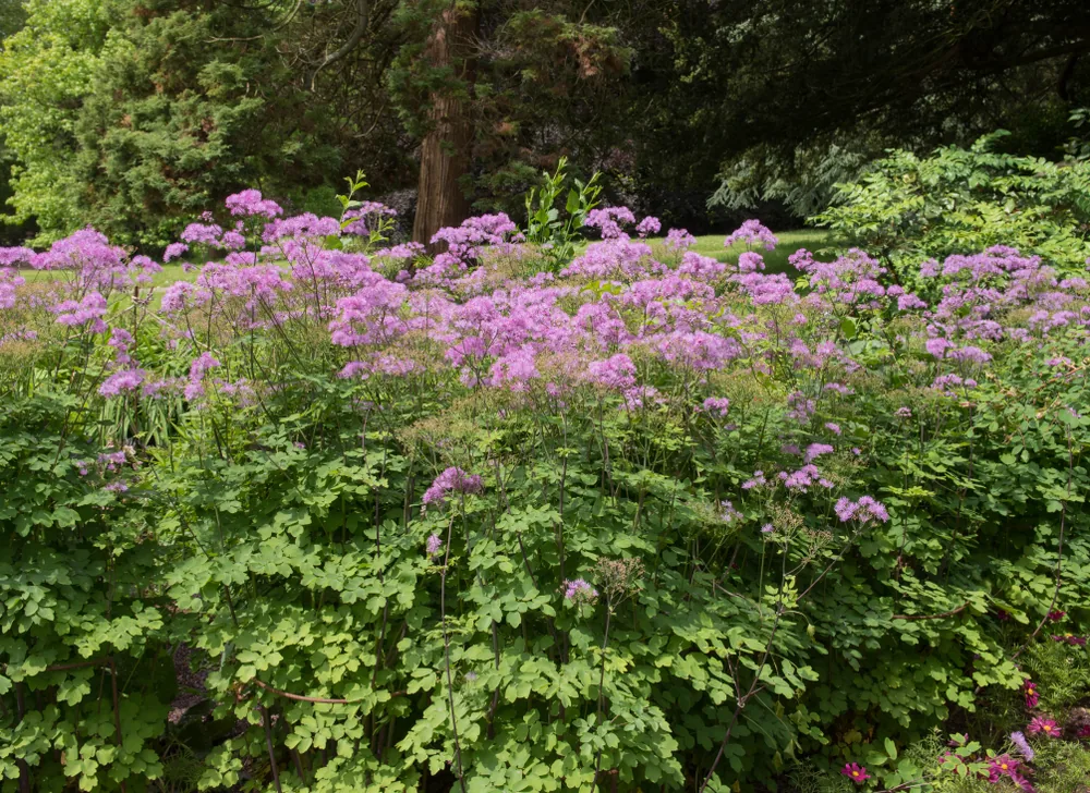 thalictrum aquilegiifolium