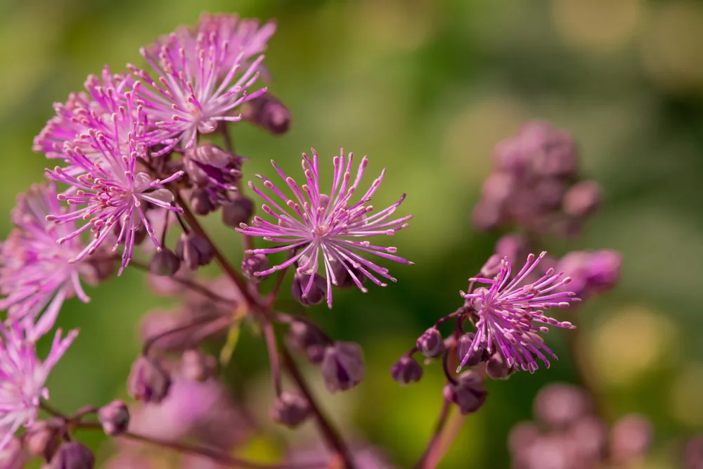 thalictrum delavayi