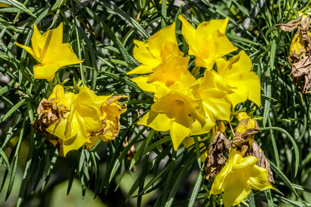 thevetia thevetioides