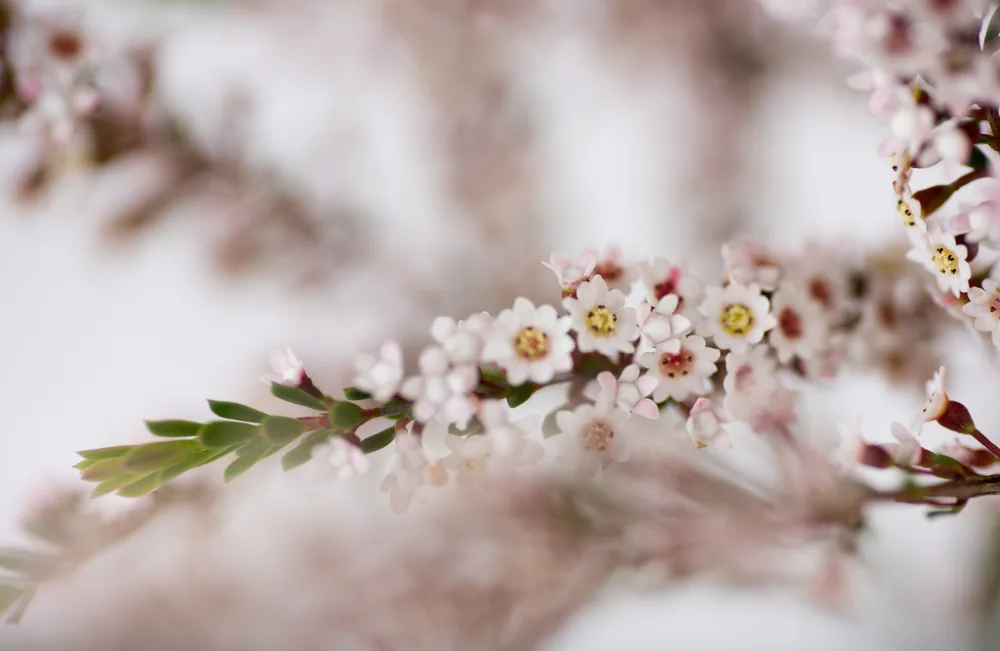 thryptomene calycina