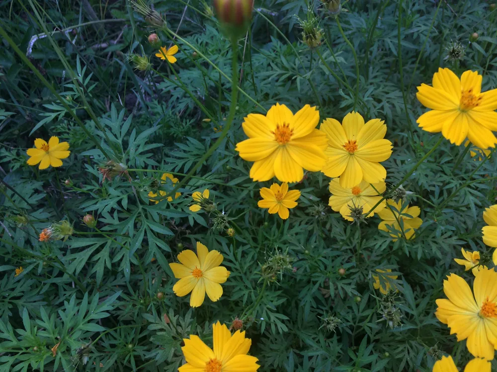 tagetes lemmonii