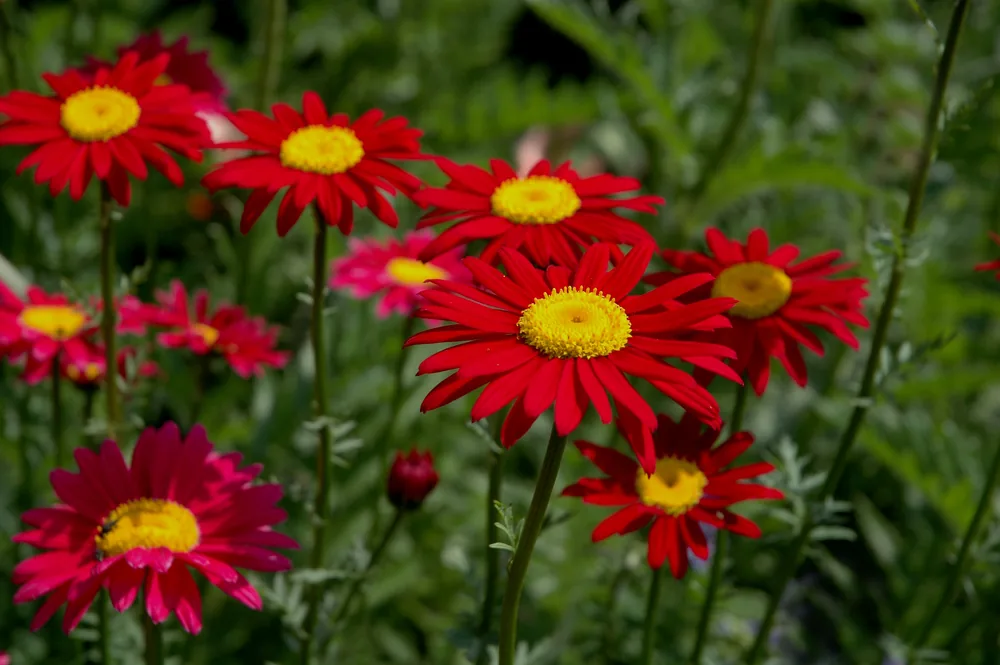 tanacetum coccineum