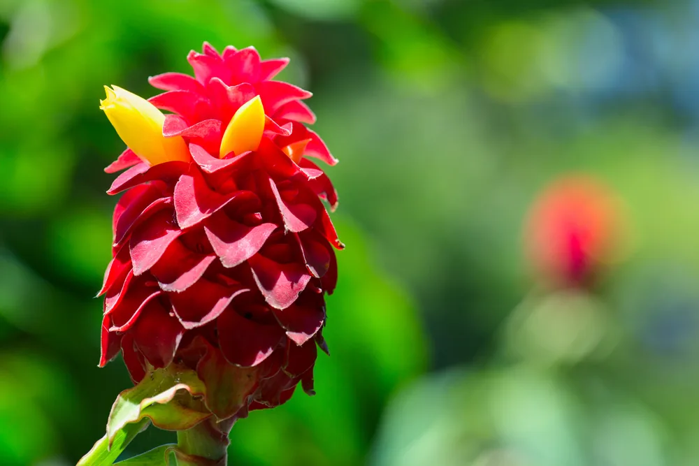 tapeinochilos ananassae