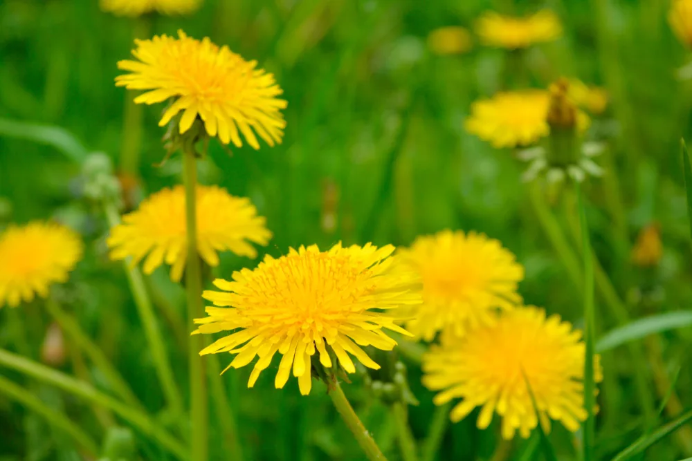 taraxacum officinale