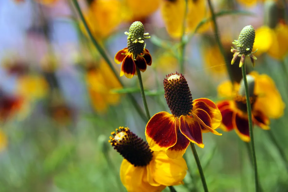 upright prairie coneflower