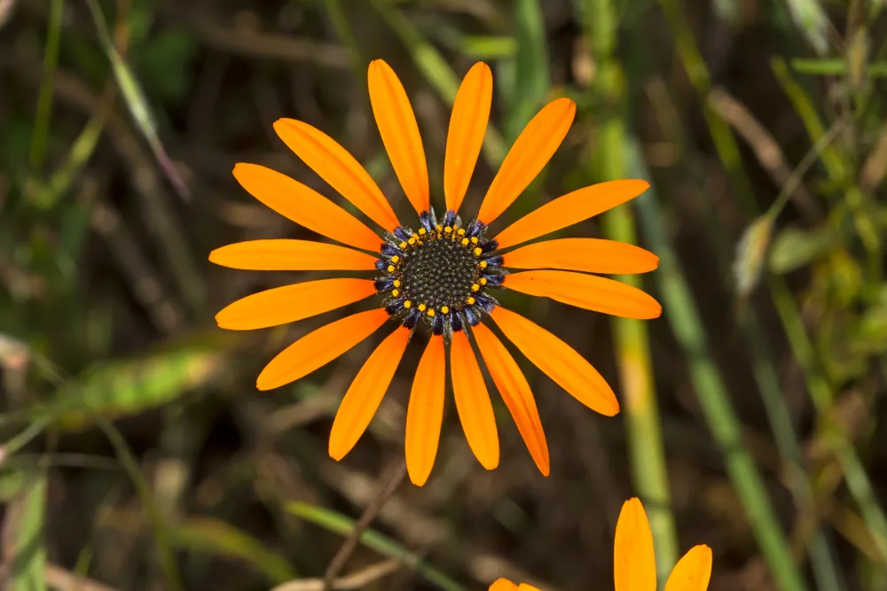 ursinia calenduliflora