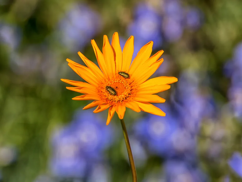 ursinia chrysanthemoides
