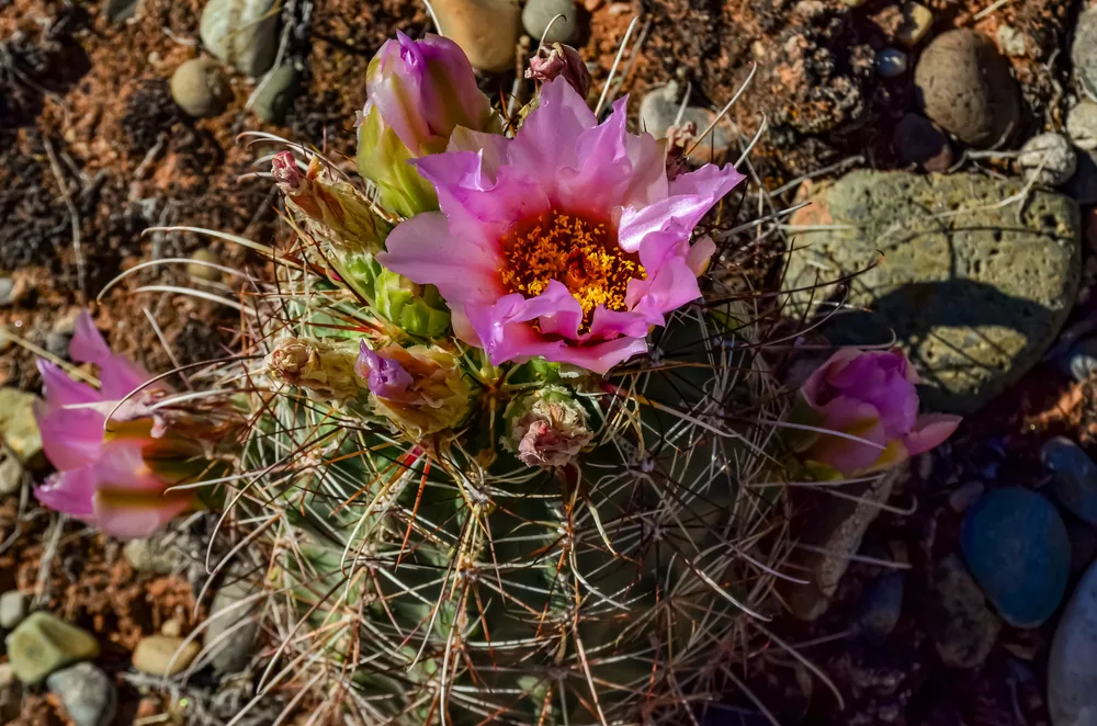 uinta basin hookless cactus