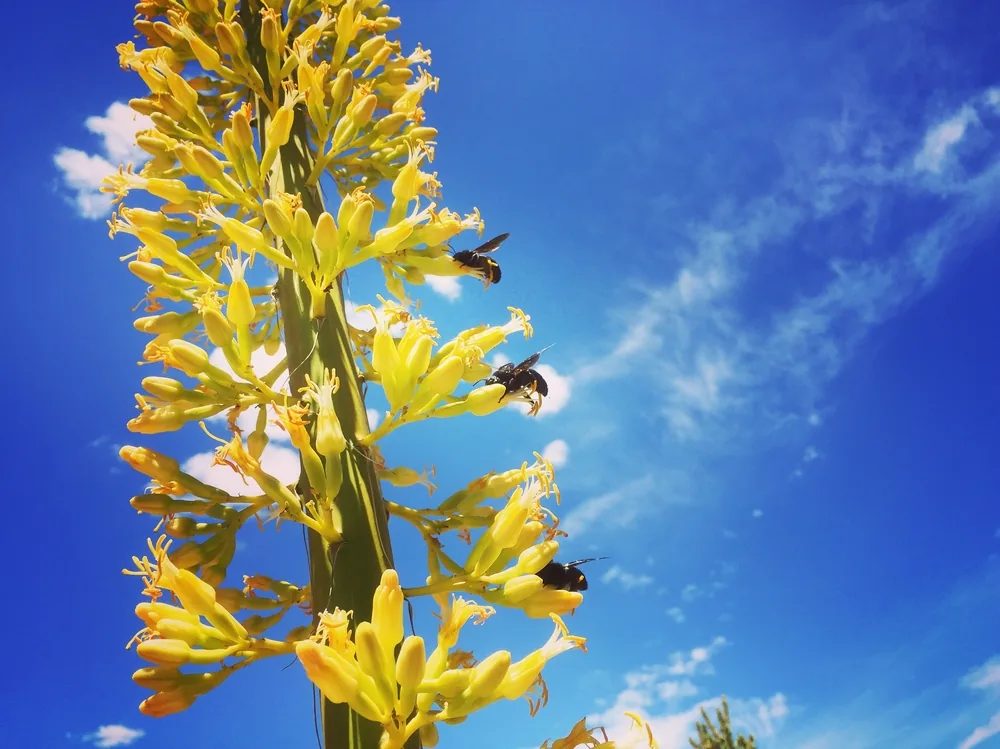 utah agave flower