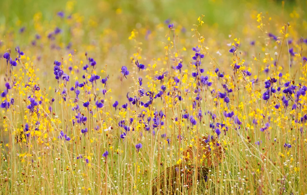 utricularia delphinioides