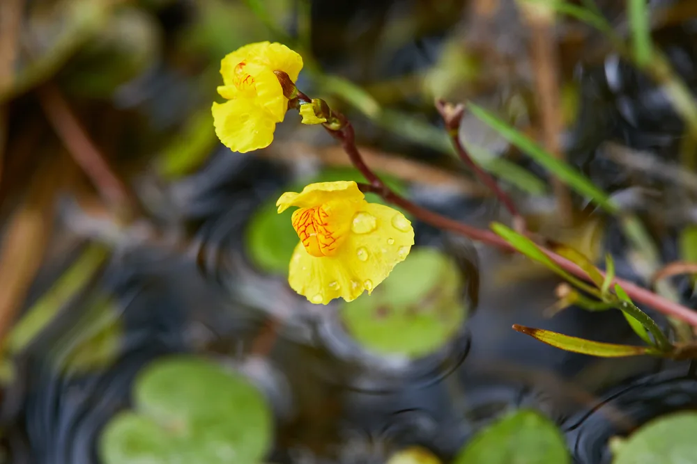 utricularia vulgaris