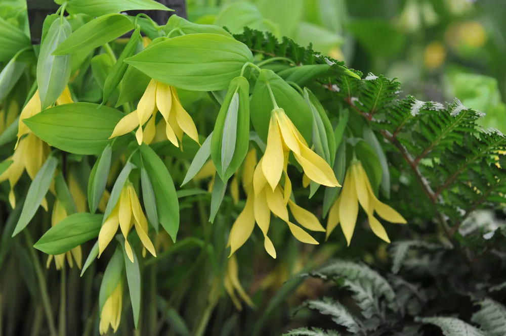 uvularia grandiflora