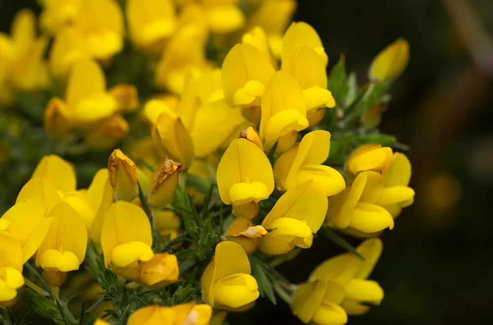ulex europaeus