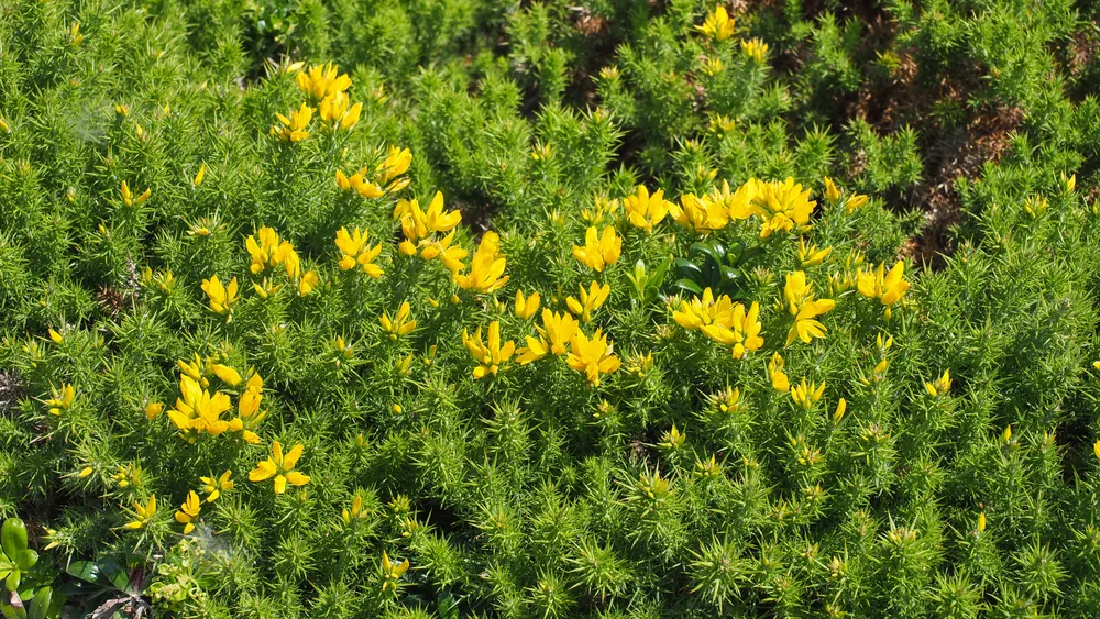 ulex gallii