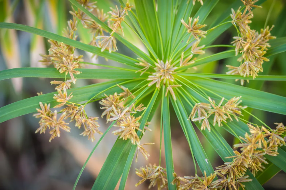 umbrella sedge