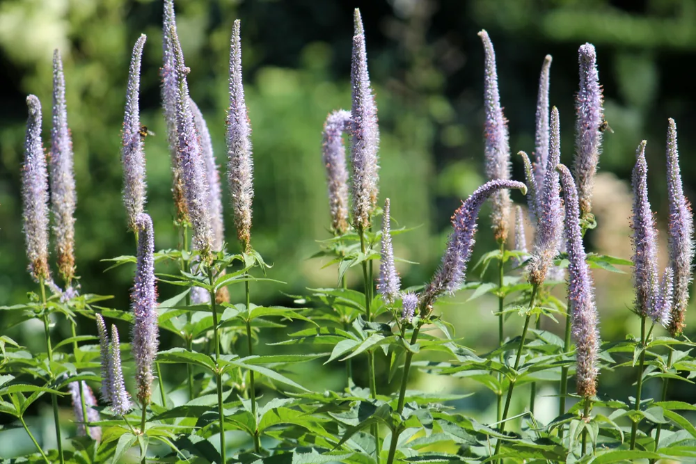 veronicastrum virginicum (Culver's Root)