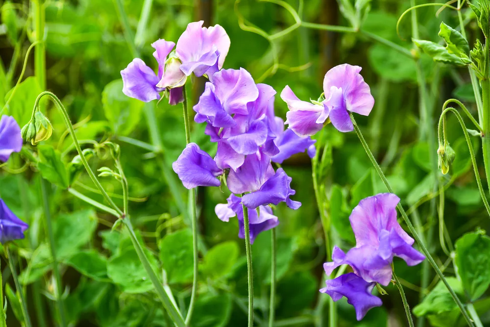 vetchling (Sweet Pea)