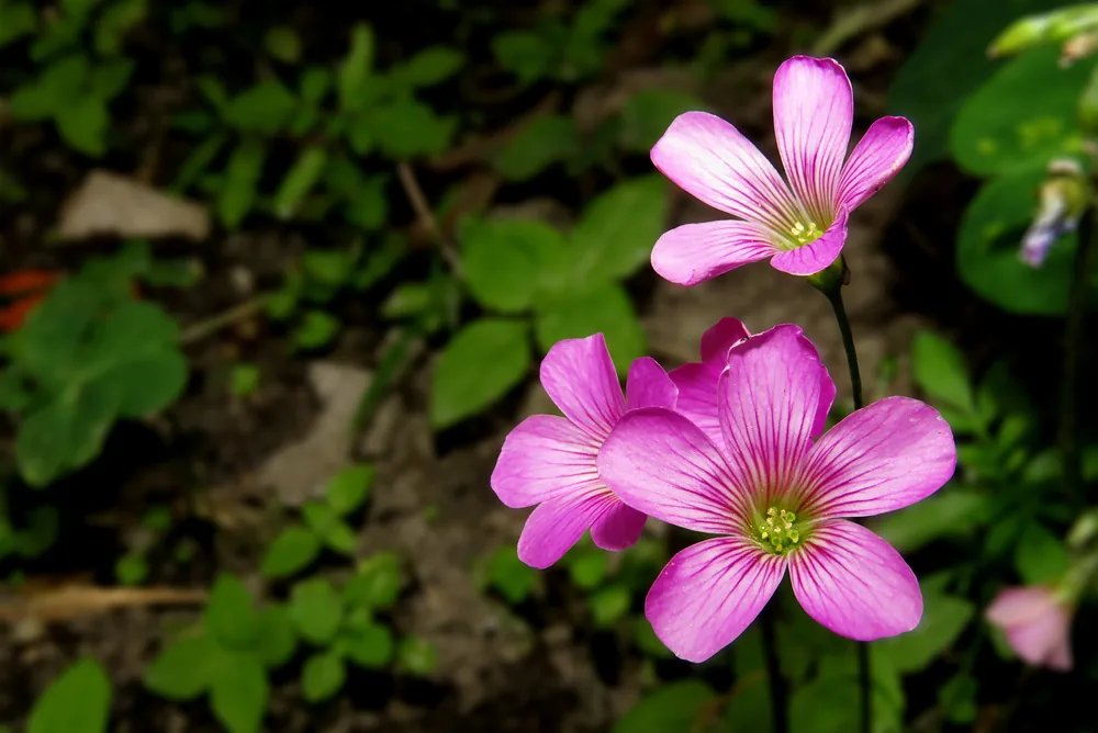violet wood sorrel