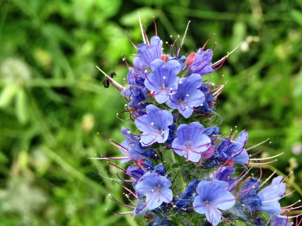 viper's bugloss