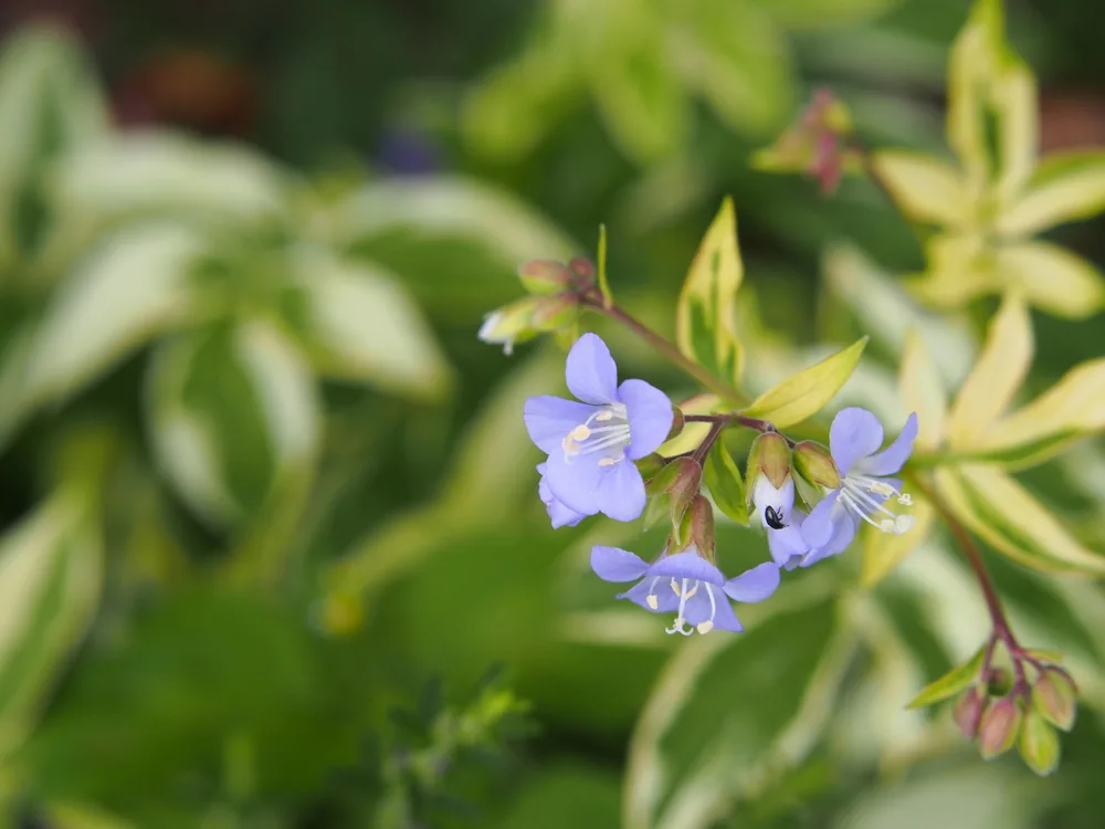 valerian (Jacob's Ladder)