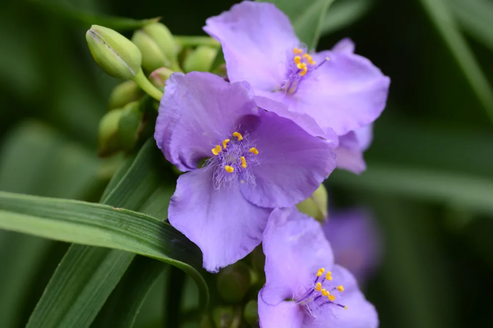 virginia spiderwort