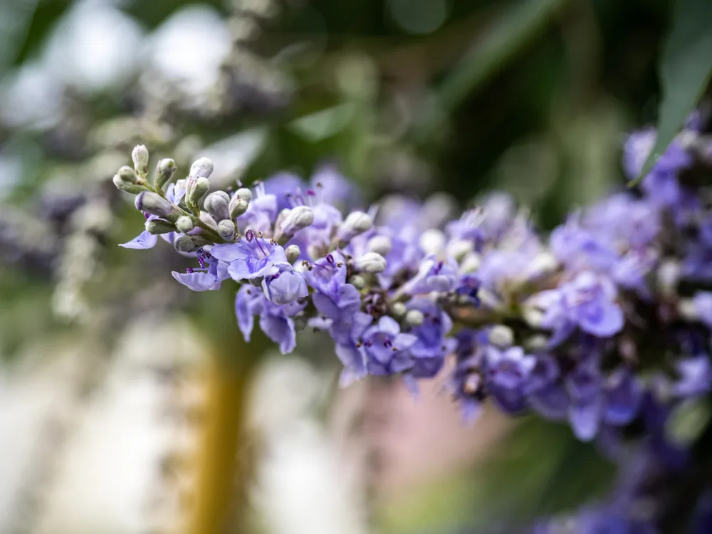 vitex angus-castus (Texas Lilac)