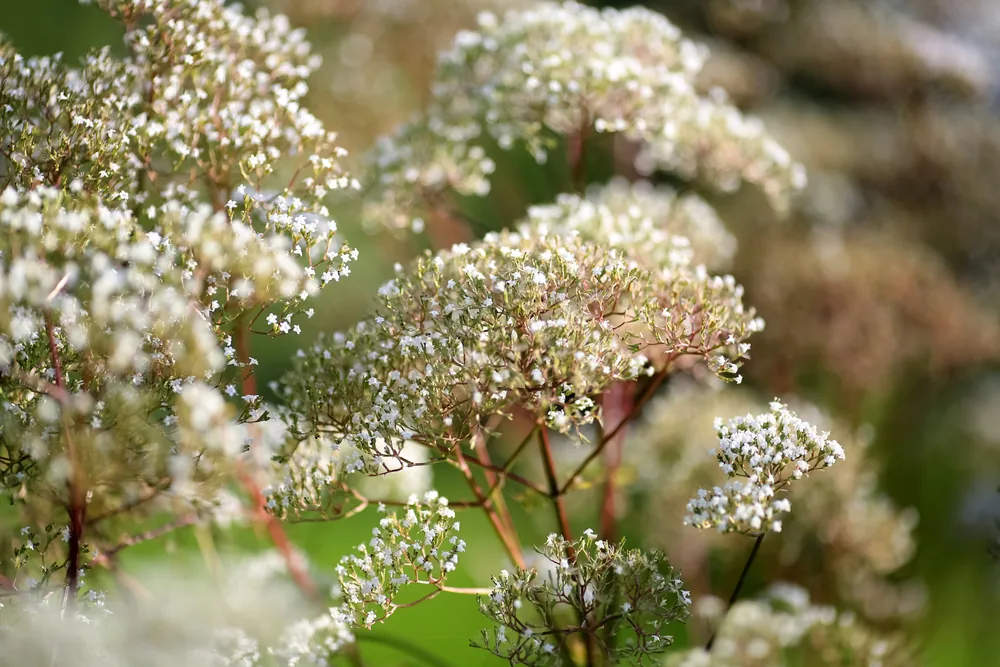 valeriana officinalis (Garden Valerian)