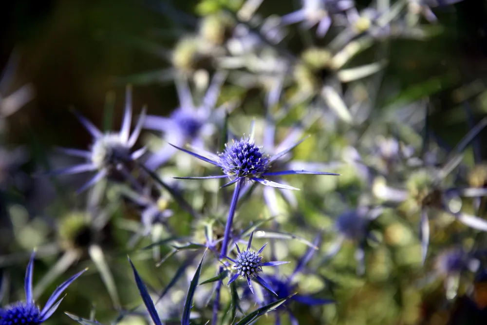 variable-leaved sea holly