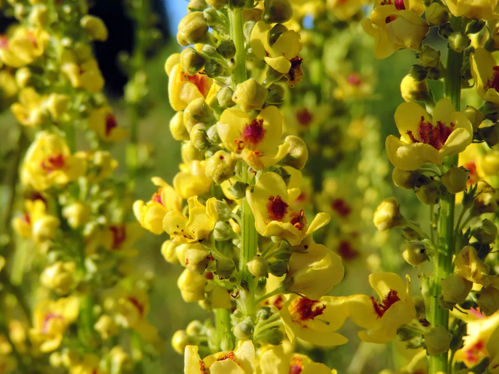 verbascum (Beggar's Blanket)