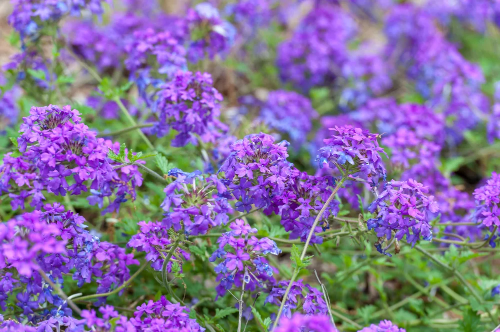 verbena