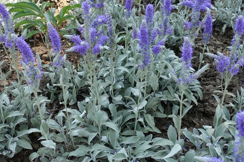 veronica incana (Silver Speedwell)