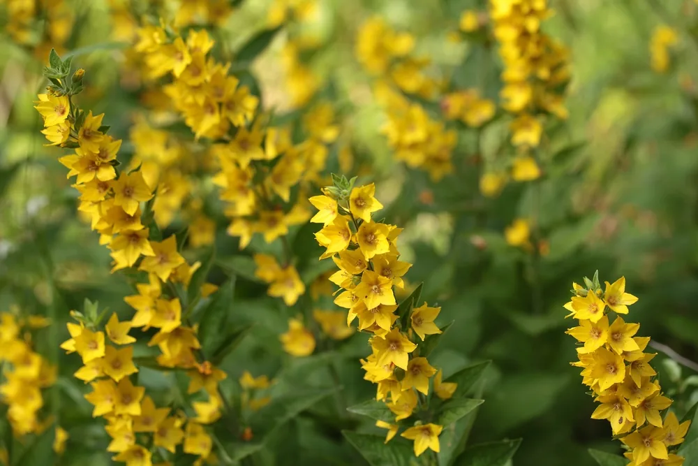 yellow loosestrife