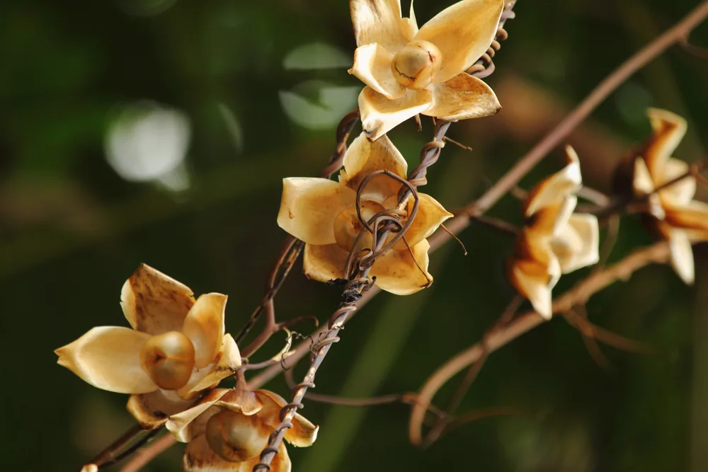 yellow morning glory
